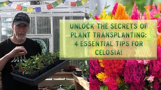 Unlock the Secrets of Plant Transplanting 4 Essential Tips for Celosia [upl. by Denby]