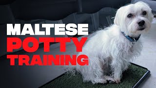 Steps to Potty Training your Maltese PuppyHousebreaking Maltese Puppies [upl. by Hacker]