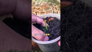 ഇതൊക്കെ Try ചെയ്ത് നോക്കിയിട്ട് support ചെയ്യാം diy gardening rose roserooting gardenideas tip [upl. by Paviour48]