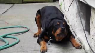 Rottweiler Attack Dog Attacks Owner With [upl. by Hardy]