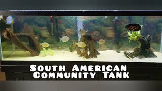 125 Gallon South American Cichlid Tank [upl. by Wanda824]