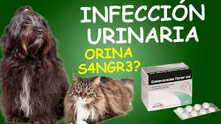 CIPROFLOXACINA para PERROS y GATOS ¿Para qué sirve [upl. by Leda]