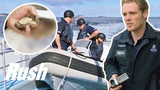 Fisheries Officers Catch Illegal Abalone Divers In South Australia  Abalone Wars [upl. by Ttej917]