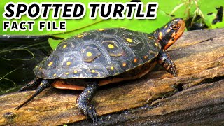 Spotted Turtle Facts the POLKA DOT Turtle 🐢 Animal Fact Files [upl. by Leuas]