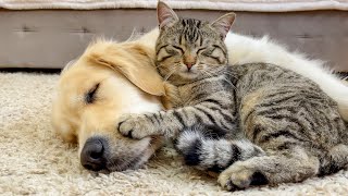 This Golden Retriever and Adorable Cat are Inseparable Friends [upl. by Gilemette]