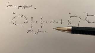 Glucogenogénesis [upl. by Ijic]