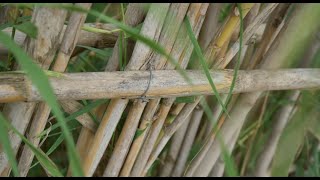 ☠️ Cómo se reproduce la caña común Arundo donax [upl. by Nagiam]