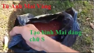 Tú Anh Mai Vàng  Tạo hình Mai dáng chữ S [upl. by Enimaj]