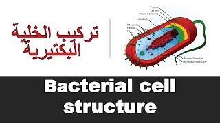 Bacterial cell structure [upl. by Haney]