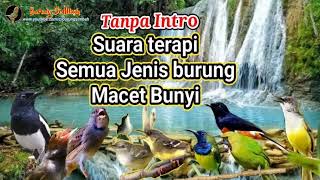 30 Menit Tanpa Intro Suara Terapi Burung Macet Bunyi Kacer Murai Ciblek Cucak Ijo Sogon Kowul [upl. by Evette]