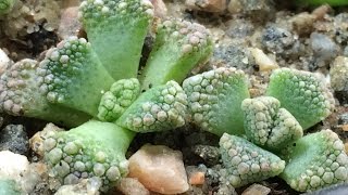 Planting Some Titanopsis Seeds [upl. by Eilagam]