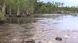 El impresionante video del pantano que se tragó a los árboles [upl. by Alvan]