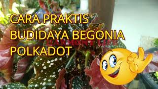 Cara Praktis Budidaya Begonia Polkadot Metode Stek Batang [upl. by Assiron]