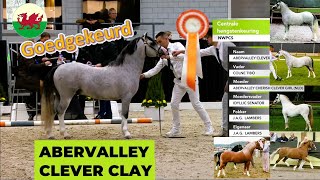 Welsh Mountain Stallion ABERVALLEY CLEVER CLAY 2021 s Colne Tibo d A Cherish Clever Girl CHK2024 [upl. by Conover]