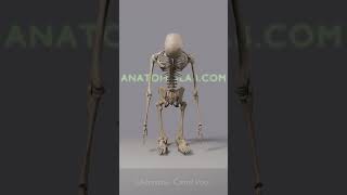 Ustrasana Camel Pose  360° Bone Anatomy FlyAround [upl. by Drofla]