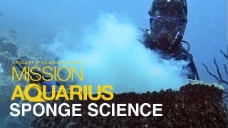 Sponge Science  Research at Aquarius Reef Base [upl. by Mcgaw164]