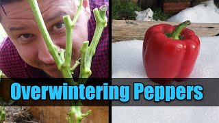 Overwinter Your Pepper Plants  Garden Quickie Episode 25 [upl. by Amice]