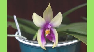 Orchid  Phalaenopsis bellina Wild Form amp Care Tips [upl. by Navets]