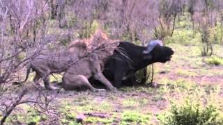 Lions stalk attack and kill a Cape Buffalo in Kruga National Park SA [upl. by Kamillah]