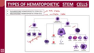 Hematology  1  U4L4  Stem cells [upl. by Nyvar653]