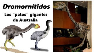 Dromornítidos Conoce a los quotpatosquot gigantes de Australia [upl. by Rosena]