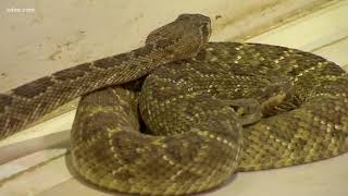 Taking you to the Sweetwater Rattlesnake Roundup [upl. by Adler]