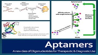 Aptamers Structure SELEX selection Advantages Disadvantages and Applications [upl. by Gnehc974]