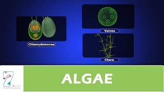 ALGAE [upl. by Assetan202]