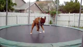 el perro saltarin super divertido el perro trampolin very nice [upl. by Anyat]