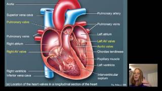 Lecture16 Cardiac Physiology [upl. by Lock]