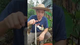 Install a lowwater pressure adjustable atomizing sprinkler in the courtyard to spray water Agricu [upl. by Pascale223]