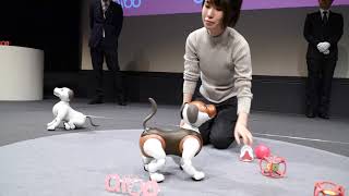 Aibo ‘choco edition’ at Sony headquarters RAW VIDEO [upl. by Ketchan]