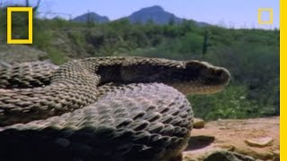 Rattlesnake Love  National Geographic [upl. by Hannis893]