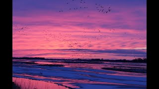 Sandhill crane migration Nebraska 2022 [upl. by Hoskinson770]