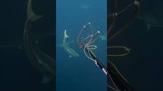 Spearfishing Giant Yellowtail Kingfish fish spearfishing [upl. by Sulihpoeht]