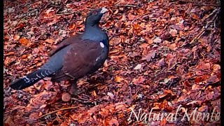 UROGALLO CANTÁBRICO Cantabrian Capercaillie Bird con GardePro A3S [upl. by Adkins]