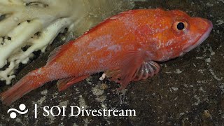 Seamount JF6 Shallow  SOI Divestream 647 [upl. by Charlet731]