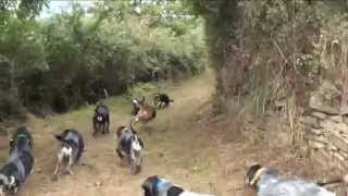 Les Grands Bassets Bleus du Pont des Granges 38 dans la voie du Lièvre  Le 5 octobre 2014 [upl. by Ganiats]