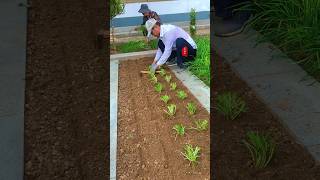 If you want to grow chives plant this singleroot red chive The chive root is in the lower left [upl. by Avon]