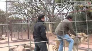 Telegraph journalist gets mauled by Lion [upl. by Waki189]