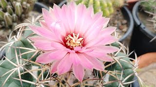 Coryphantha Flower Elephant Teeth flowering [upl. by Alfreda167]