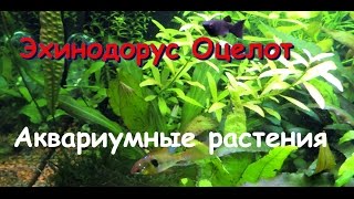 Эхинодорус Оцелот Echinodorus ozelot [upl. by Nolan]