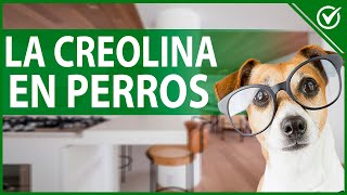 🐶 ¿Qué es y Para qué Sirve la Creolina en los Perros ¿Es Tóxica 🐶 [upl. by Arrio114]