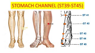 STOMACH CHANNEL OF FOOT YANGMING ST3945 [upl. by Adnamma]