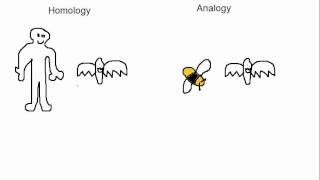 Biology Analogy vs Homology [upl. by Snahc473]