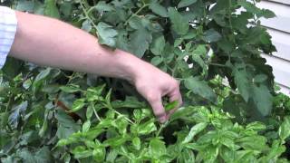 Growing Basil  How to Prune a Flowering Basil Plant [upl. by Gnek957]