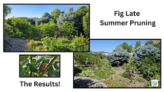 Can Late Summer Pruning Help Figs in Cooler Climates [upl. by Nytsud258]