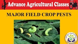 MAJOR FIELD CROP PESTS HindiEnglish Agricultural Field Officer [upl. by Careaga]