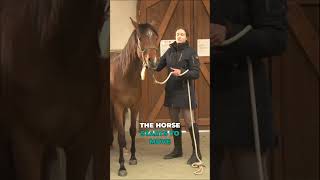 Teach your horse to stop the spray horse equestrian [upl. by Calle]