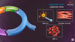 Cell cycle checkpoints and regulation Animation [upl. by Neisa851]